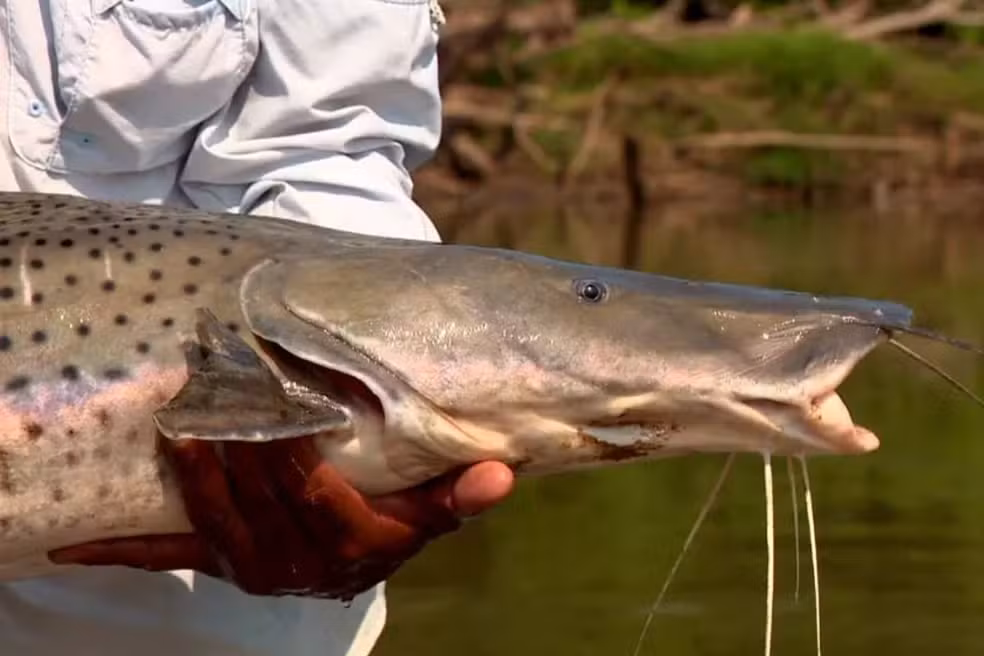 para-o-g1-2026-03-24t184411.043